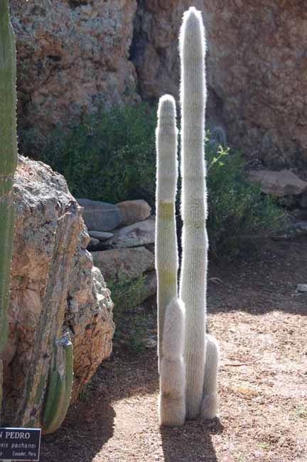 Silver Torch cactus